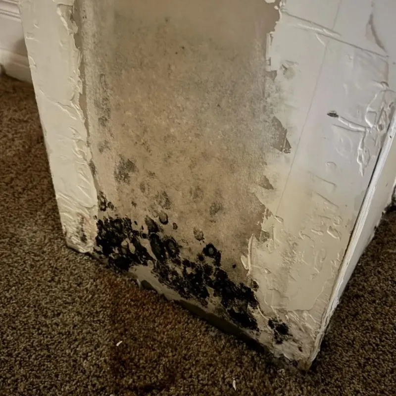 Professional Mold Removal in Strasburg, OH